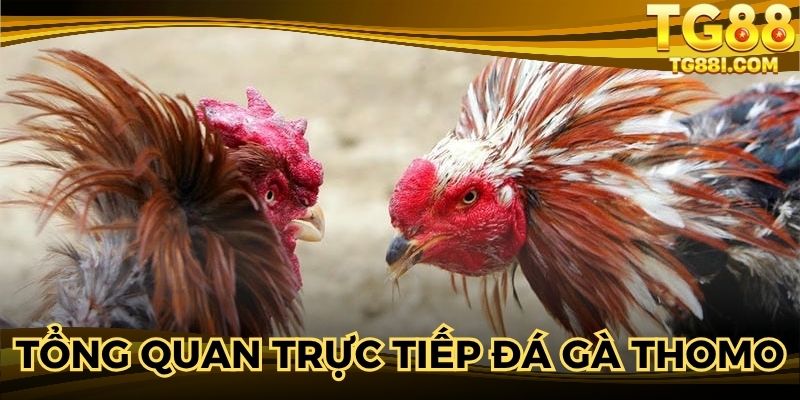 Tổng quan thông tin trực tiếp đá gà Thomo